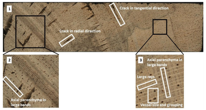 Example of wood anatomical features