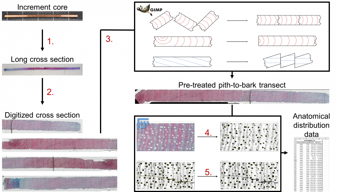 Schematic description of the method used to process wood cores in order to acquire data on wood growth dynamics