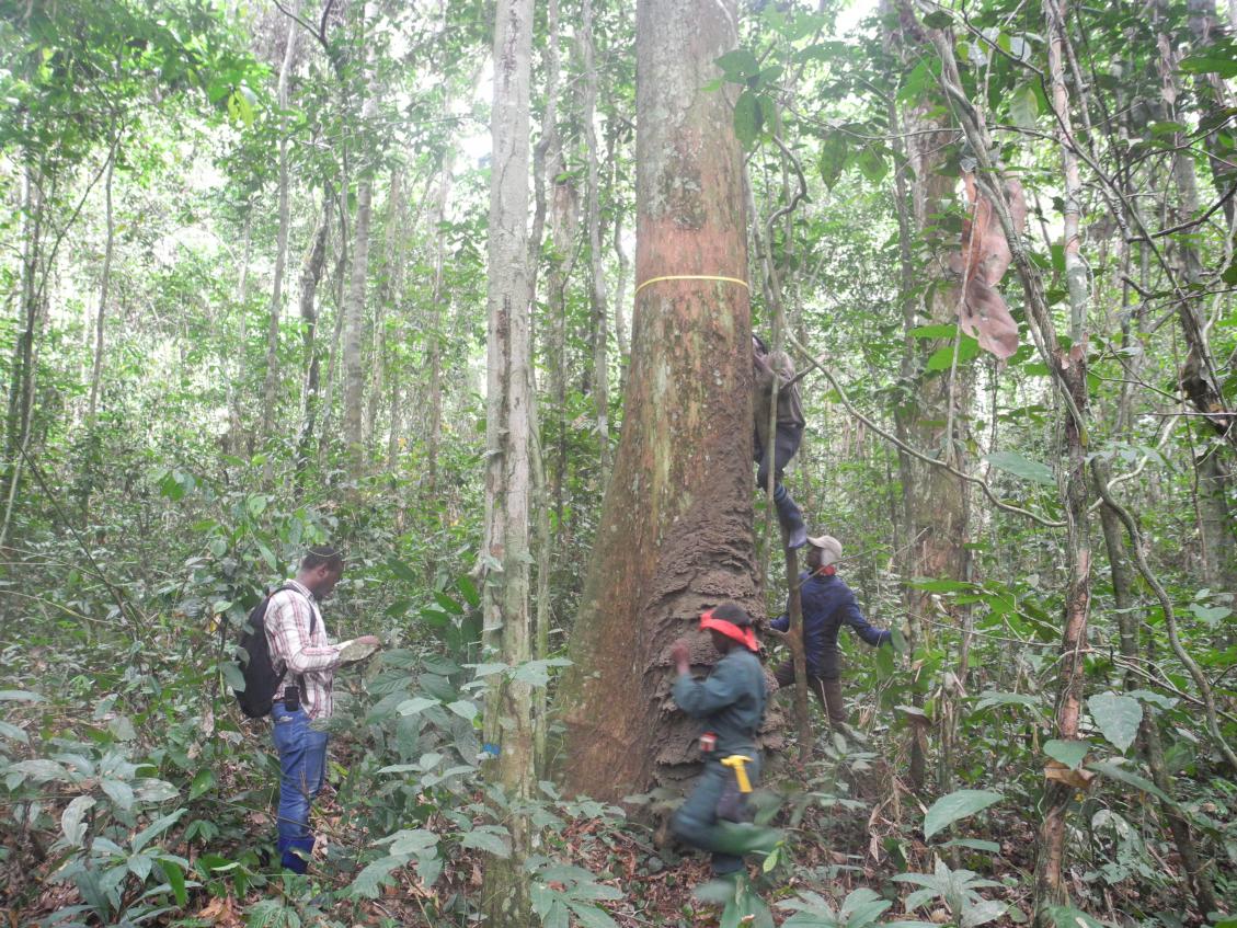 A team of technicians conducting fieldwork along with the CIFOR's FORETS project forest junior expert in Yangambi