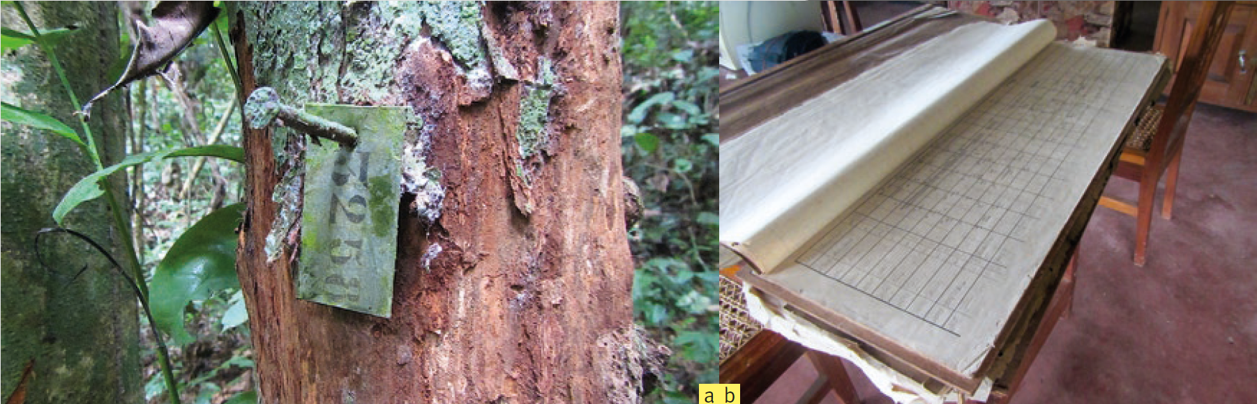 Figure (as shown in Angoboy et al. 2019): a. Tree tagged for growth and phenological monitoring, in the Nkula park; b. Phenological logs kept at the Luki herbarium. Pictures by B. Angoboy Ilondea. 