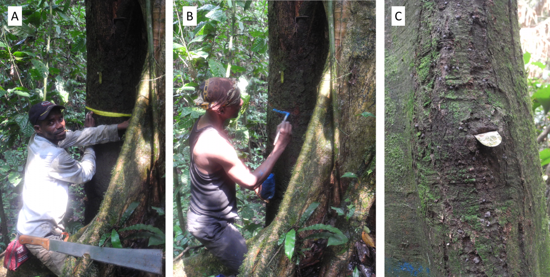 A. DBH measurement taken by a technician (Chef Pépé); B. Point of measurement painted by a technician (Alpha); C. Example of an aluminum tag that has been absorbed by a tree and need to be replaced