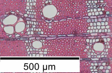 The image shows a cross section of a wood sample from the Entandrophragma genus