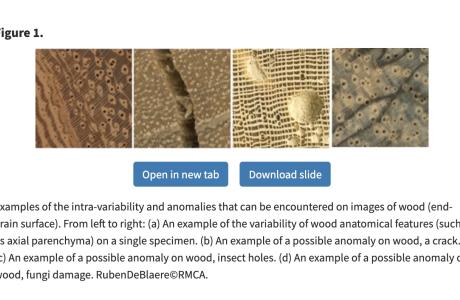 Examples of the intra-variability and anomalies that can be encountered on images of wood