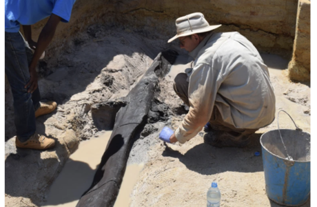 Scientists uncover the remains of what might have been a wooden structure built by hominins roughly half a million years ago in Africa.Credit: Professor Larry Barham, University of Liverpool