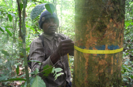 The images shows a technician (Papa Kibinda) from Yangambi, DRC, conducting measurements on a tree from a permanent plot