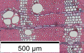 The image shows a cross section of a wood sample from the Entandrophragma genus