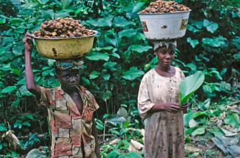 Harvesting bush mango (Irvingia gabonensis) for local  consumption and trade, Ekuri, Nigeria. Photo © Terry Sunderland