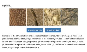 Examples of the intra-variability and anomalies that can be encountered on images of wood