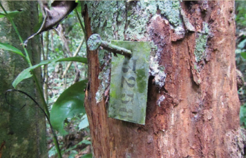 Tagged tree for phenological monitoring in the Nkula park. Picture by B. Angoboy